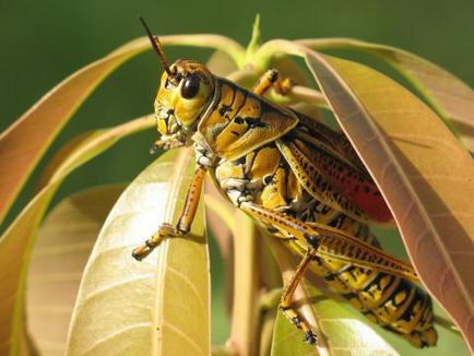 A rovar táplálkozik sáskák, mint ahol életét