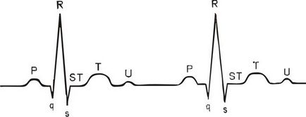 Normál EKG - studopediya