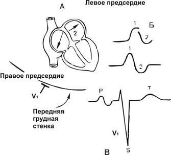 Normál EKG - studopediya