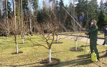 Feldolgozás tavaszi fák a kártevők és betegségek a leghatékonyabb gyógyszerek