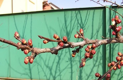 Metszés barack nyáron és ősszel, valamint megalakult a fa koronája