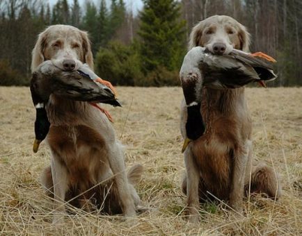 Képzés vadászkutyák parancsok szabályok vadászkutya képzés kölykök