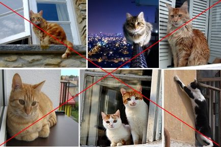Ablakok és az erkélyek biztonságos macskáknak