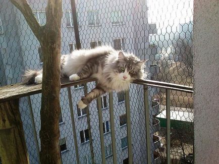 Ablakok és az erkélyek biztonságos macskáknak