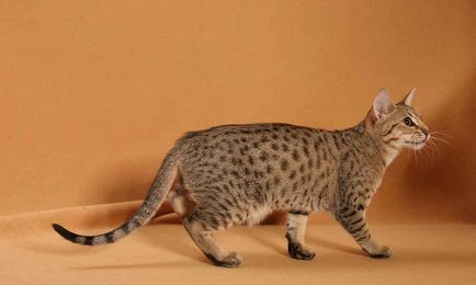 Leírás macska fajta ocicat néz ki, mint cica, felnőtt macska, és a macska, hogy mennyi kő