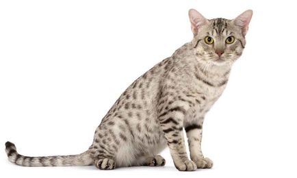 Leírás macska fajta ocicat néz ki, mint cica, felnőtt macska, és a macska, hogy mennyi kő