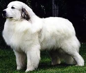Leírás fajta pireneusi hegyi kutya tulajdonosok vélemények és fotók