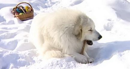 Leírás fajta pireneusi hegyi kutya tulajdonosok vélemények és fotók