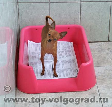 Mintegy tenyészteni magyar Toy Terrier