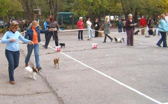 Mintegy tenyészteni magyar Toy Terrier