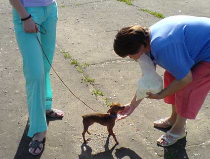 Mintegy tenyészteni magyar Toy Terrier