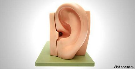 szerve hallás - az emberi fül