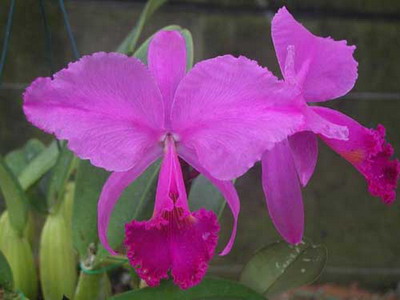 Cattleya orchidea fotók és ápolási otthon a különböző Cattleya