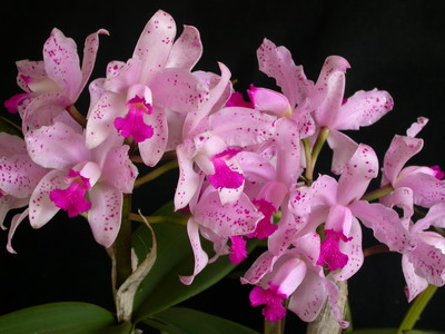 Cattleya orchidea fotók és ápolási otthon a különböző Cattleya