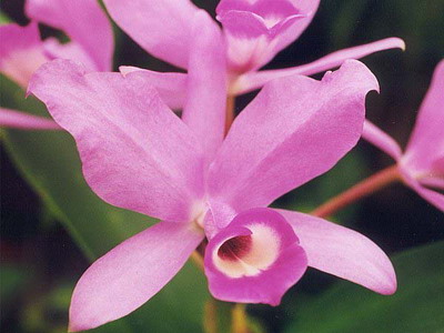 Cattleya orchidea fotók és ápolási otthon a különböző Cattleya