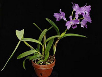 Cattleya orchidea fotók és ápolási otthon a különböző Cattleya