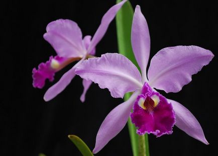 Cattleya orchidea fotók és ápolási otthon a különböző Cattleya
