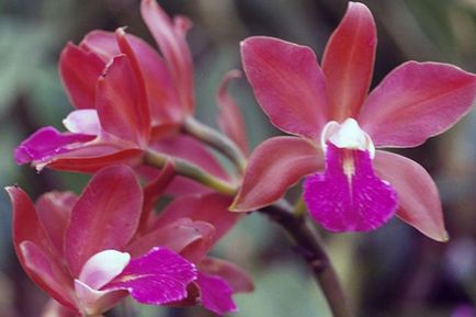 Orchid Cattleya leírása és jellemzői a termesztés