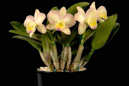 Orchid Cattleya leírása és jellemzői a termesztés