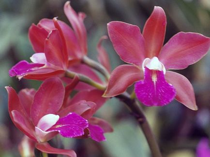 Cattleya orchidea - otthoni gondozást Cattleya szaporítás és az átültetést, fajták Cattleya