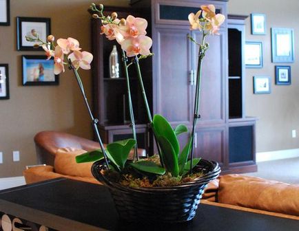 Orchid az otthoni különösen a növekedés