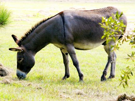 Donkey szamár tartalmat az otthoni, 10 érdekes tény a ház a falu zhivotnomsvoy