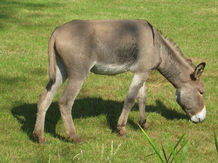 Donkey szamár tartalmat az otthoni, 10 érdekes tény a ház a falu zhivotnomsvoy