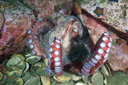 Octopus, állat enciklopédia