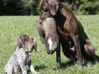 Alapjai képzés kutyák és kölykök vadászat videó természetesen - a tanulás dolgozni földeket