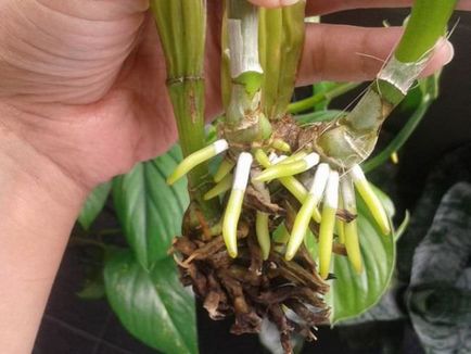 Jellemzők és termesztési módszerekkel orchidea otthon