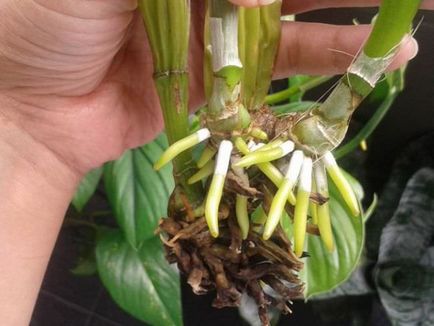 Különösen orchideák és tenyésztési módszerek az otthoni (tenyésztés) Jellemzők és termesztési módszerekkel orchidea otthon