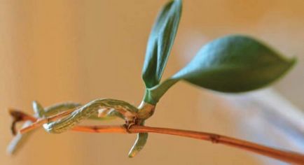 Jellemzők és termesztési módszerekkel orchidea otthon