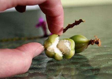 Jellemzők és termesztési módszerekkel orchidea otthon