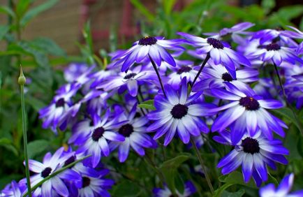 Osteospermum termesztés és gondozás