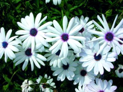 Osteospermum termesztés és karbantartás a nyílt terepen és reprodukciós