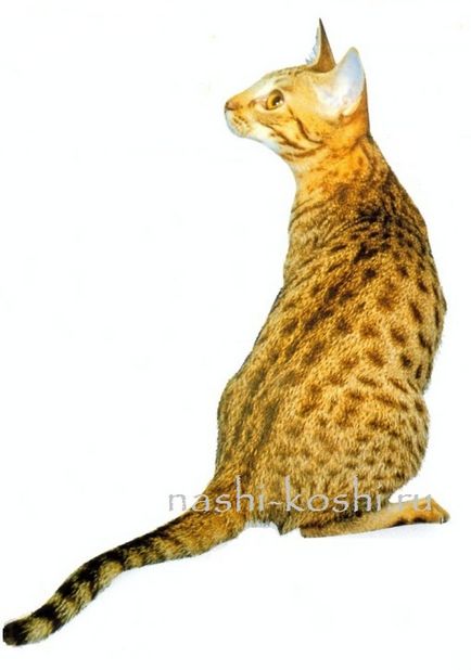 Ocicat - fotók, macskák, cicák, ár, vásárlás, minden a macskák