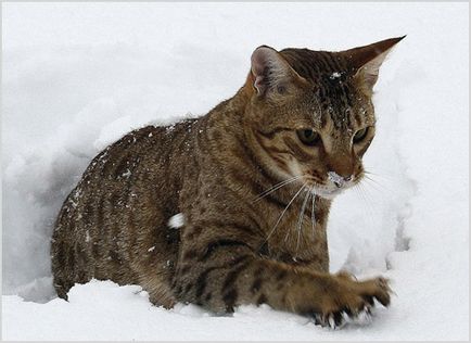 Ocicat macska fotók és videók, ár, fajta leírás, karakter