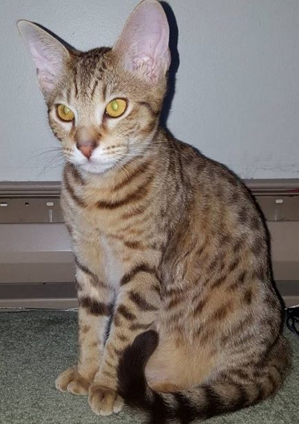 Ocicat macska fotó, videó, a fajta, karakter, egészség