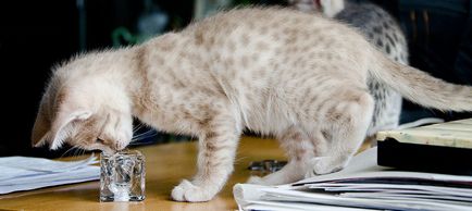 Ocicat fajta leírás, macskák fotó, betű, az ár és az értékelés a tulajdonosok