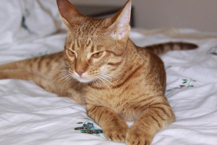 Ocicat fajta leírás, macskák fotó, betű, az ár és az értékelés a tulajdonosok
