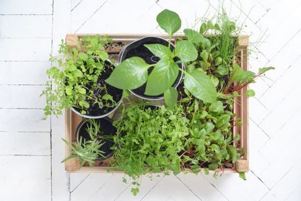 Zöldség erkélyén, amit a növény, ha növényeinek