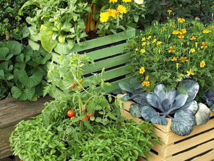 Zöldség erkélyén, amit a növény, ha növényeinek