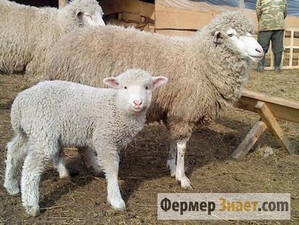 Sheep malacfajták a fő és egyetlen