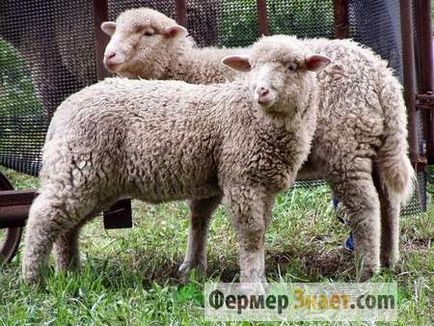 Sheep malacfajták a fő és egyetlen