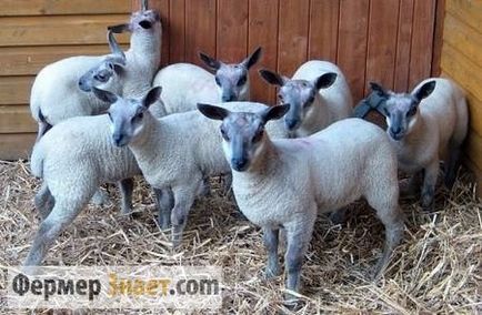 Sheep malacfajták a fő és egyetlen