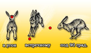 Vadászat a nyulat a chernotropu