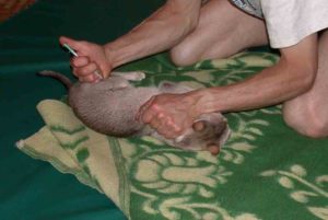 A papaverin (injekció) utasításokat macskák, az alkalmazás módja