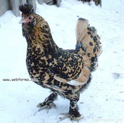 Pavlovskaya fajta orosz dekoratív csirke