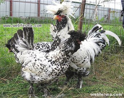 Pavlovskaya fajta orosz dekoratív csirke