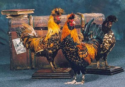 Pavlovi csirkék fotó leírás sziklák, a termelékenység, a tartalom